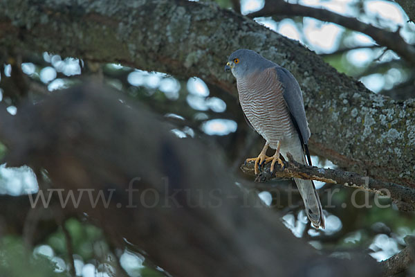 Schikrasperber (Accipiter badius)