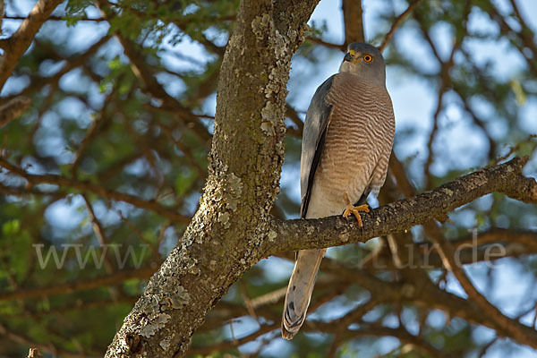 Schikrasperber (Accipiter badius)