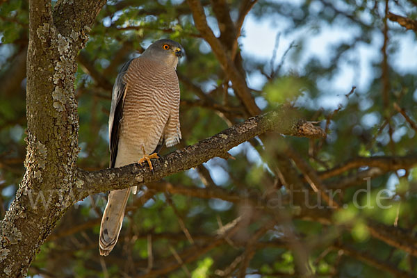 Schikrasperber (Accipiter badius)