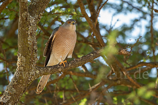 Schikrasperber (Accipiter badius)