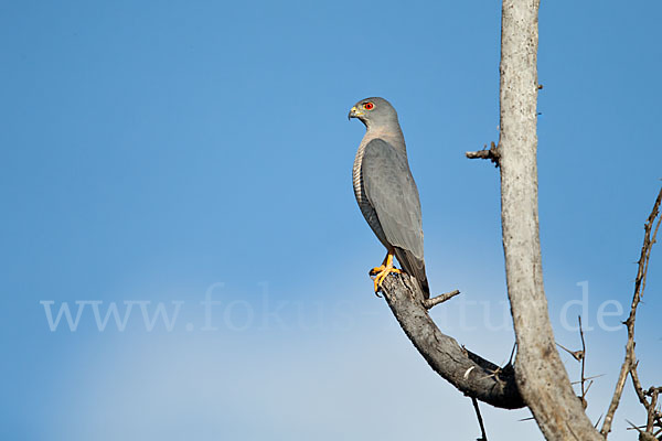 Schikrasperber (Accipiter badius)