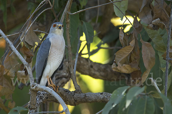 Schikrasperber (Accipiter badius)