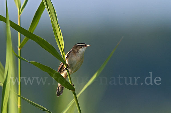 Schilfrohrsänger (Acrocephalus schoenobaenus)