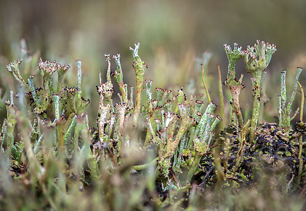 Schlanke Becherflechte (Cladonia gracilis)