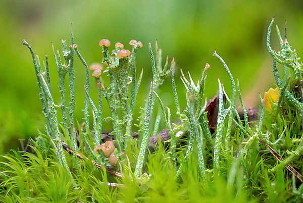 Schlanke Becherflechte (Cladonia gracilis)