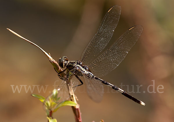 Schlanker Blaupfeil (Orthetrum sabina)