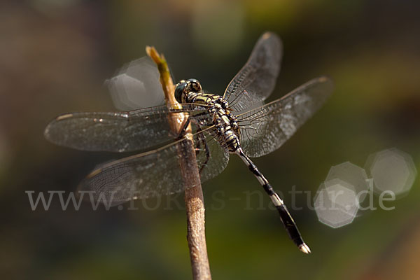 Schlanker Blaupfeil (Orthetrum sabina)