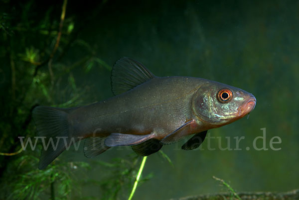 Schleie (Tinca tinca)