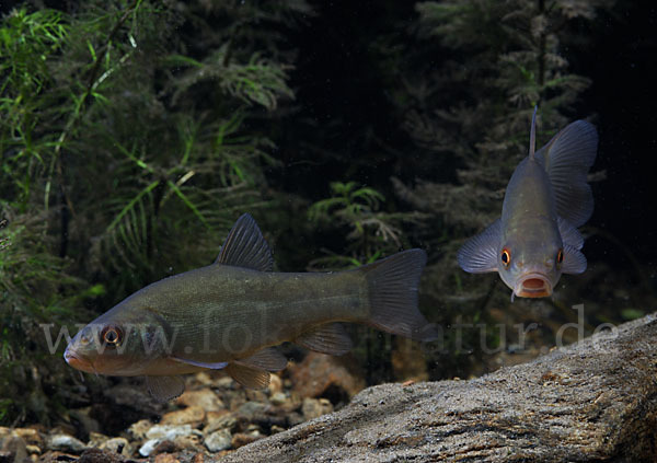 Schleie (Tinca tinca)