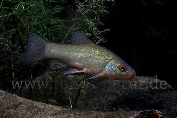 Schleie (Tinca tinca)