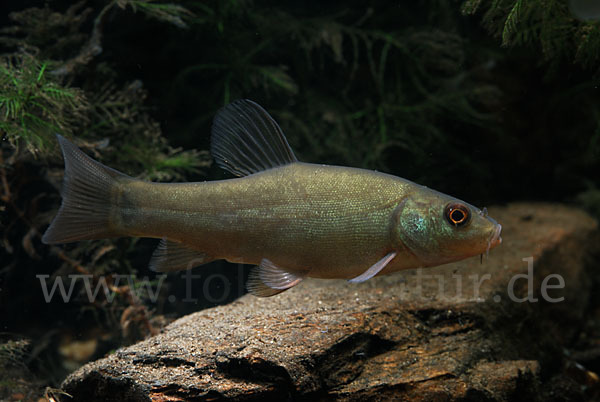 Schleie (Tinca tinca)