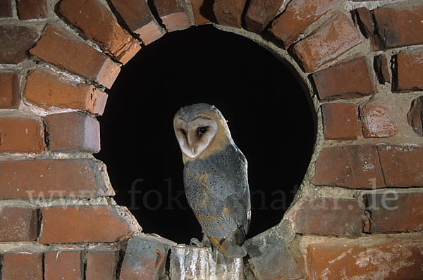 Schleiereule (Tyto alba)