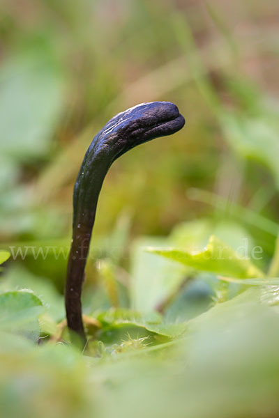 Schleimige Erdzunge (Geoglossum glutinosum)