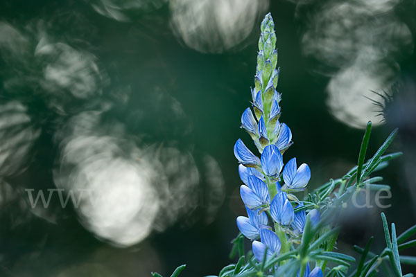 Schmalblättrige Lupine (Lupinus angustifolius)