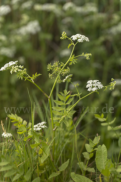 Schmalblättriger Merk (Berula erecta)