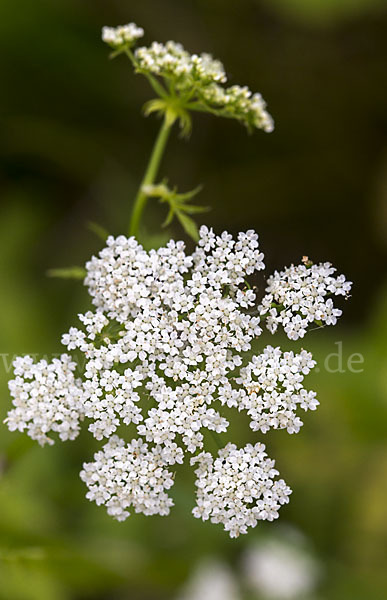 Schmalblättriger Merk (Berula erecta)