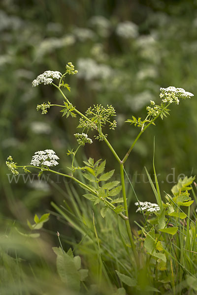 Schmalblättriger Merk (Berula erecta)