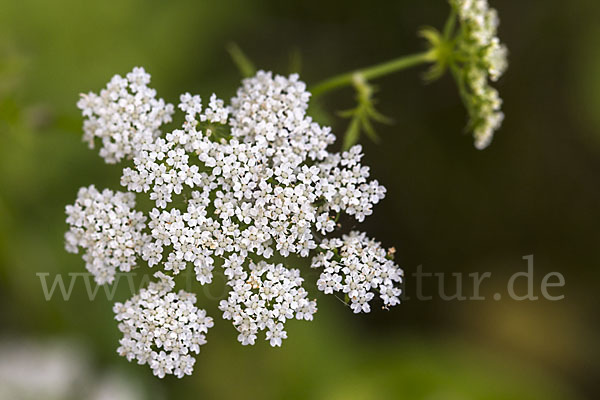 Schmalblättriger Merk (Berula erecta)