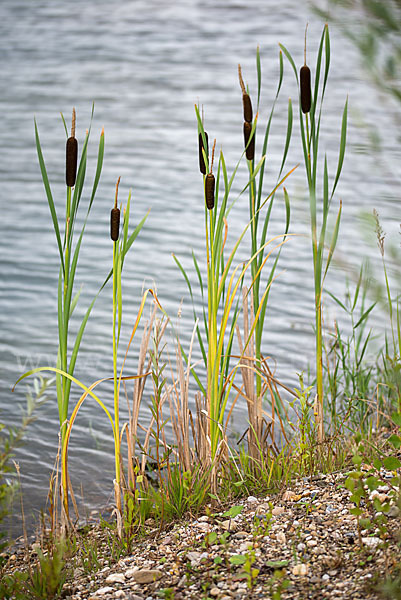 Schmalblättriger Rohrkolben (Typha angustifolia)