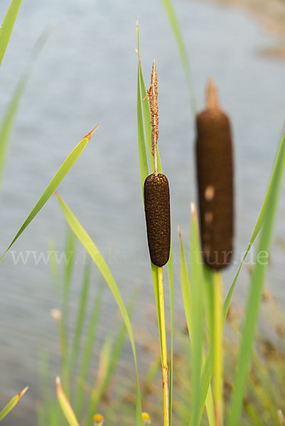 Schmalblättriger Rohrkolben (Typha angustifolia)