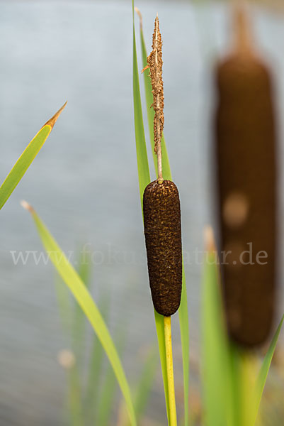 Schmalblättriger Rohrkolben (Typha angustifolia)