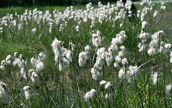 Schmalblättriges Wollgras (Eriophorum angustifolium)