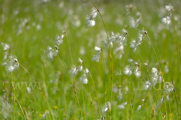 Schmalblättriges Wollgras (Eriophorum angustifolium)