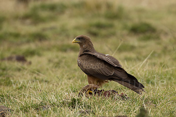 Schmarotzermilan (Milvus migrans parasitus)