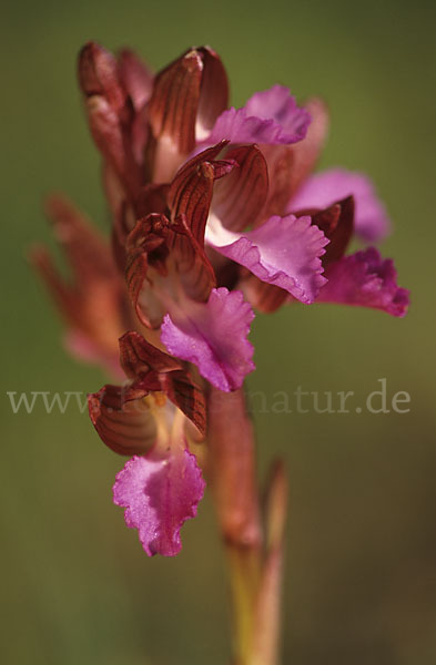 Schmetterlings-Knabenkraut (Orchis papillonacea sspec. Grandiflora)