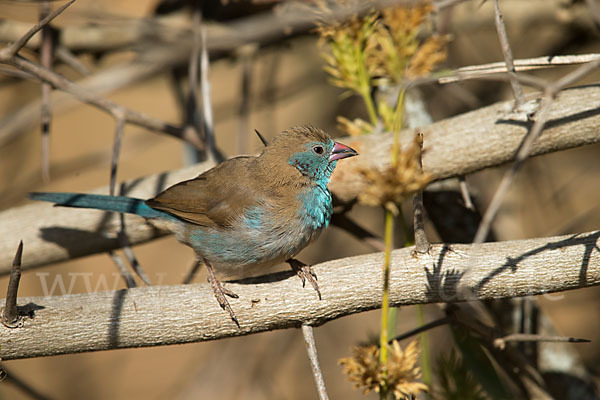 Schmetterlingsastrild (Uraeginthus bengalus)