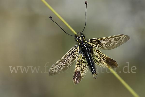 Schmetterlingshaft spec. (Libelloides baeticus)