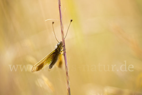 Schmetterlingshaft spec. (Libelloides baeticus)