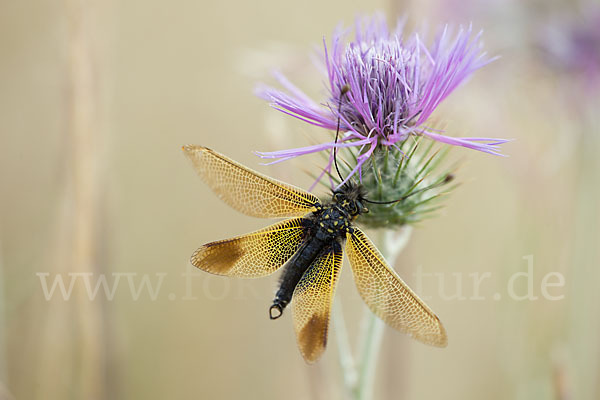 Schmetterlingshaft spec. (Libelloides baeticus)