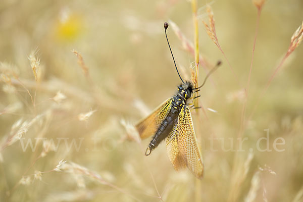 Schmetterlingshaft spec. (Libelloides baeticus)