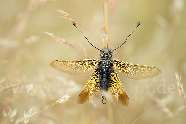 Schmetterlingshaft spec. (Libelloides baeticus)