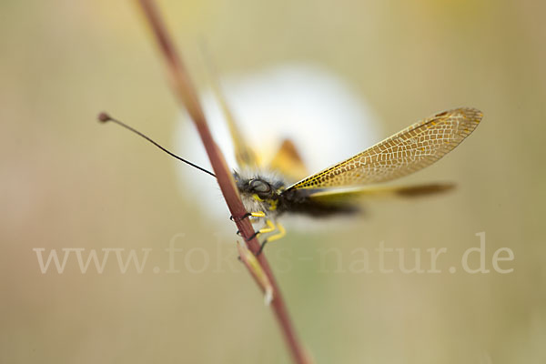 Schmetterlingshaft spec. (Libelloides baeticus)