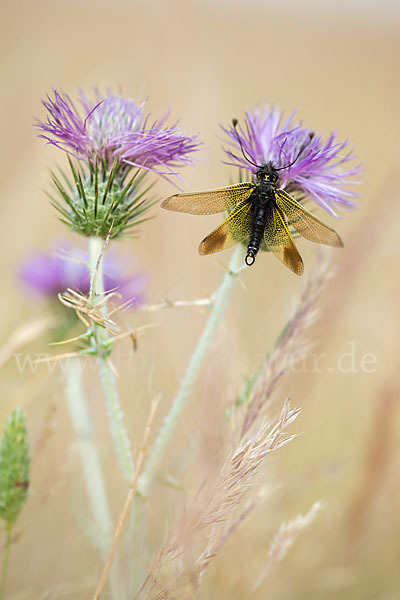 Schmetterlingshaft spec. (Libelloides baeticus)