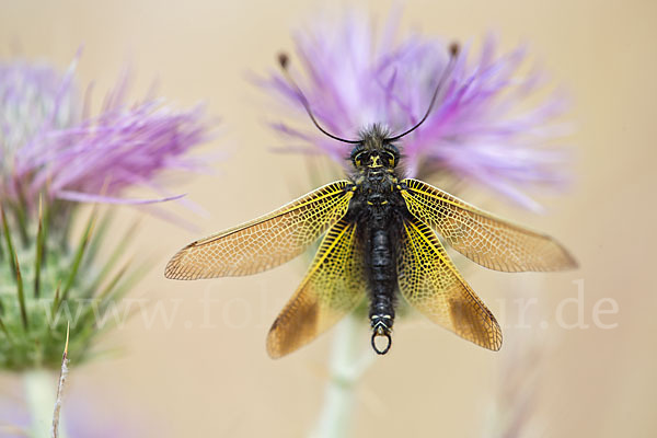 Schmetterlingshaft spec. (Libelloides baeticus)