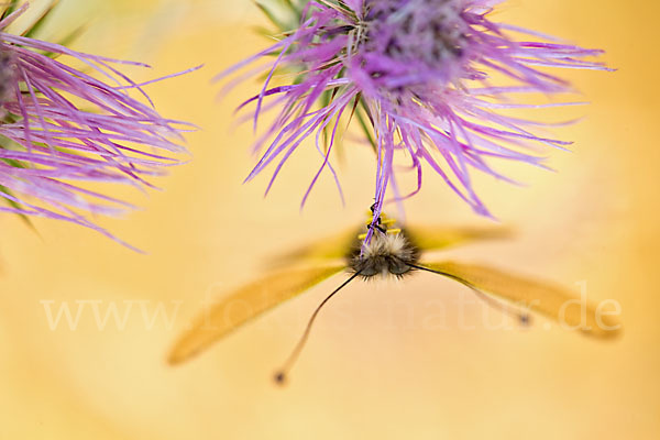 Schmetterlingshaft spec. (Libelloides baeticus)