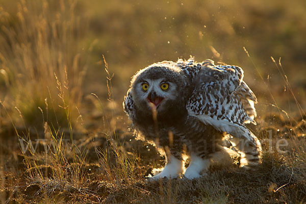 Schnee-Eule (Bubo scandiacus)