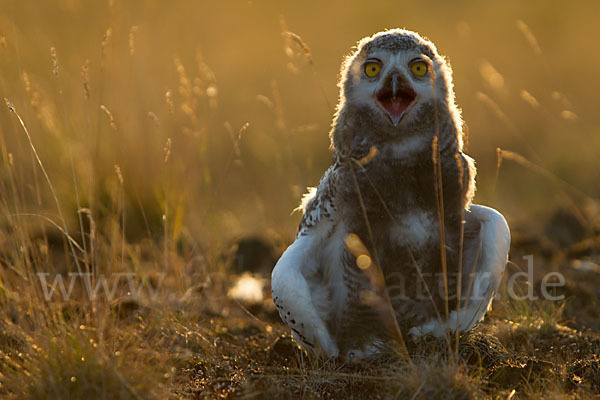 Schnee-Eule (Bubo scandiacus)