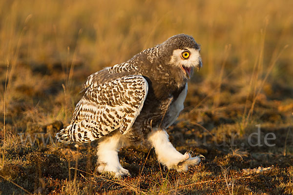 Schnee-Eule (Bubo scandiacus)