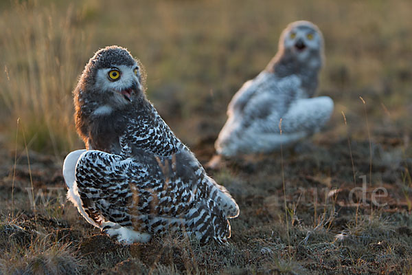 Schnee-Eule (Bubo scandiacus)