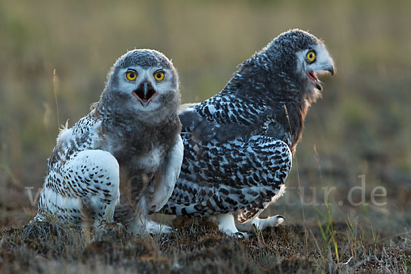 Schnee-Eule (Bubo scandiacus)