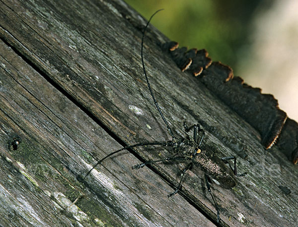 Schneiderbock (Monochamus sartor)