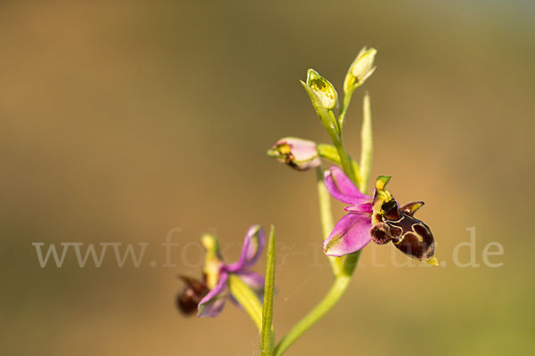 Schnepfen-Ragwurz (Ophrys scolopax)