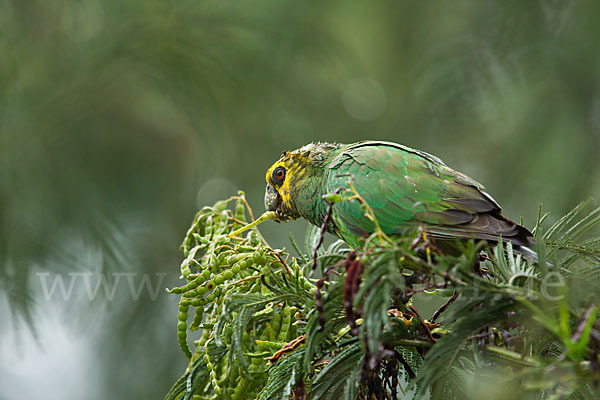 Schoapapagei (Poicephalus flavifrons)