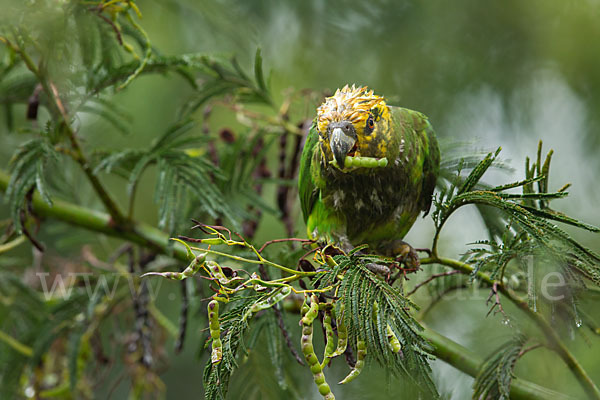 Schoapapagei (Poicephalus flavifrons)