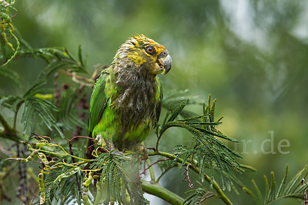 Schoapapagei (Poicephalus flavifrons)