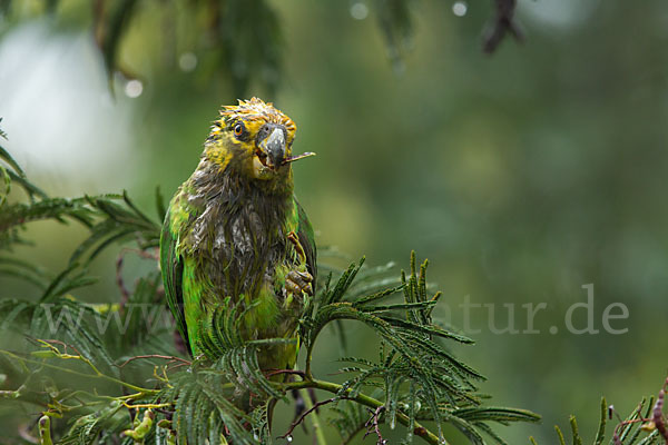 Schoapapagei (Poicephalus flavifrons)